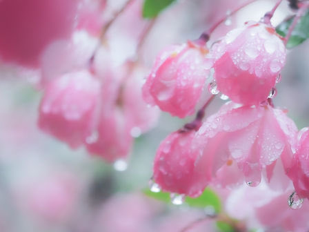 菊池純子 tweet media