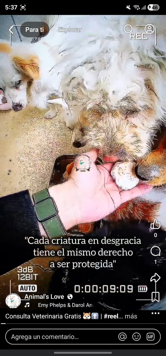AnimalsLoveOrig's tweet photo. 🌐 https://t.co/VHTKkSJZzM https://t.co/XWtfrijAob