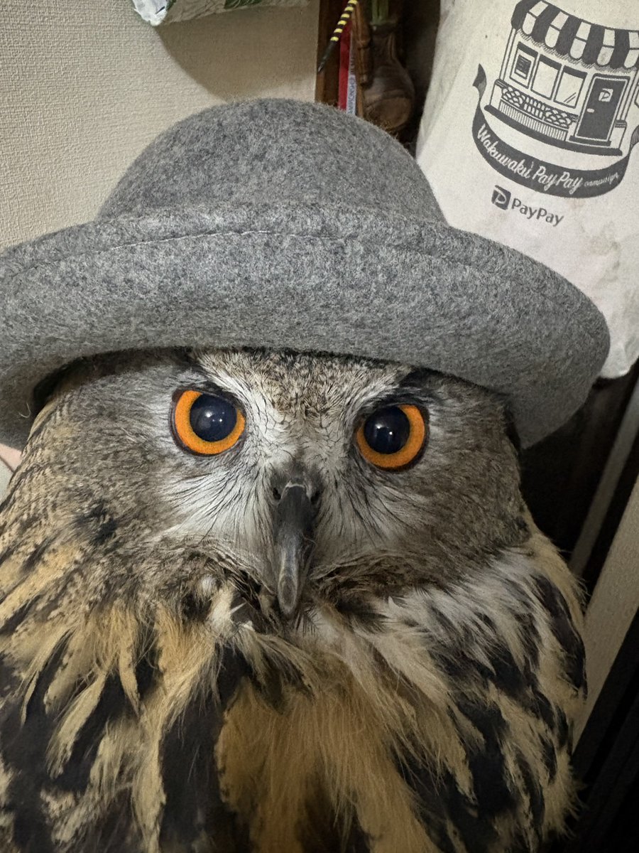ミミズク悠 tweet media