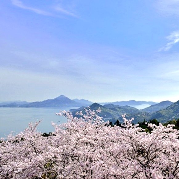 HiQ＠歯ぃキュー tweet media