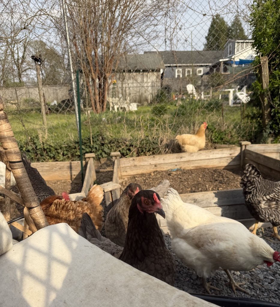 Emily Zanotti 🦝 tweet media