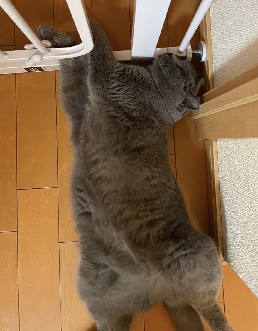 ちゃみ tweet media