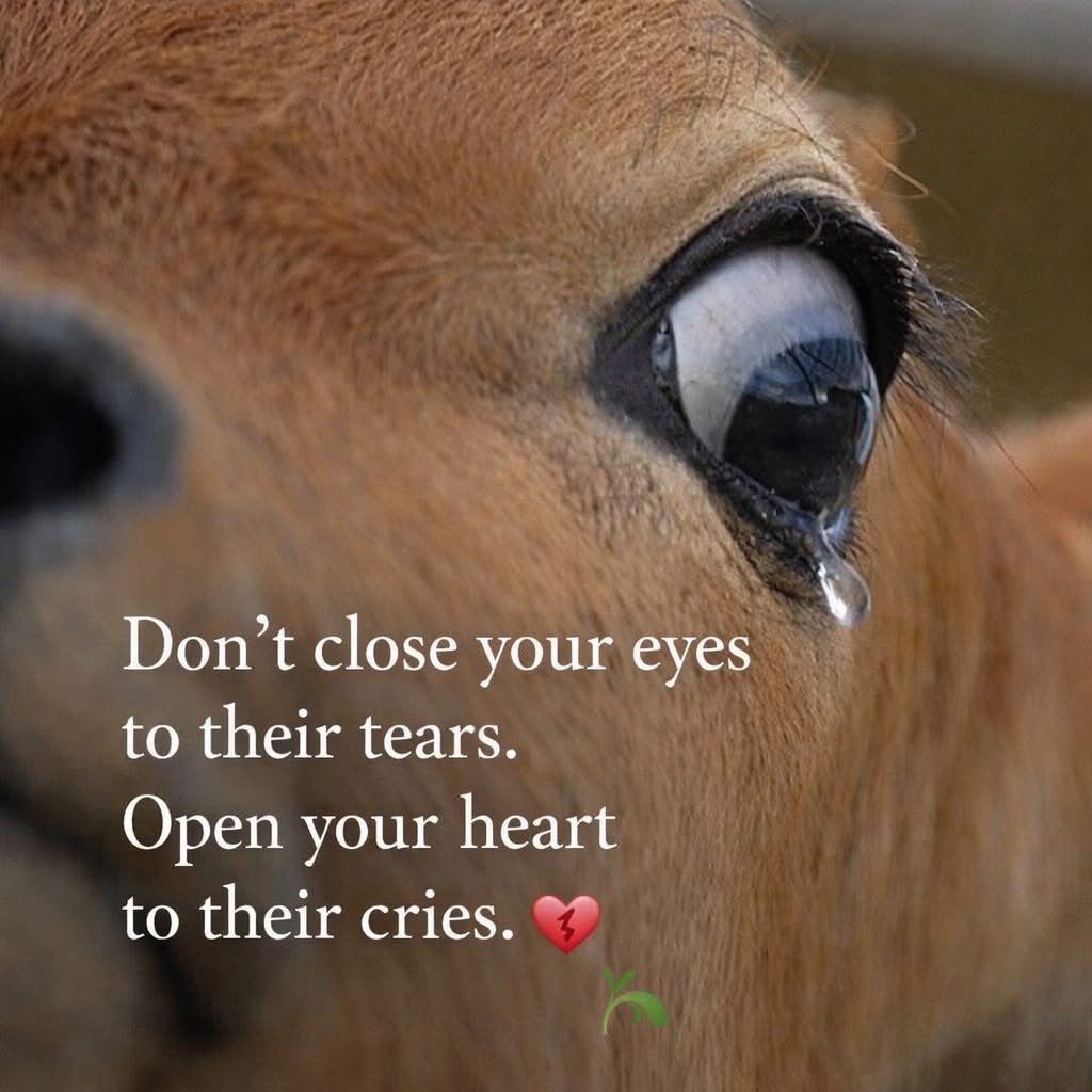 nasrene41's tweet image. #Vegan #PlantBased #Compassion
You see a tear…
but do you see the pain behind it?

They feel.
They fear.
They suffer.

And yet… they have no voice.