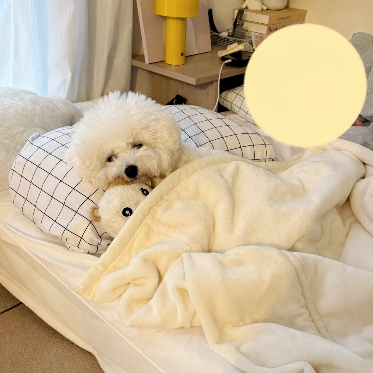 つくね tweet media