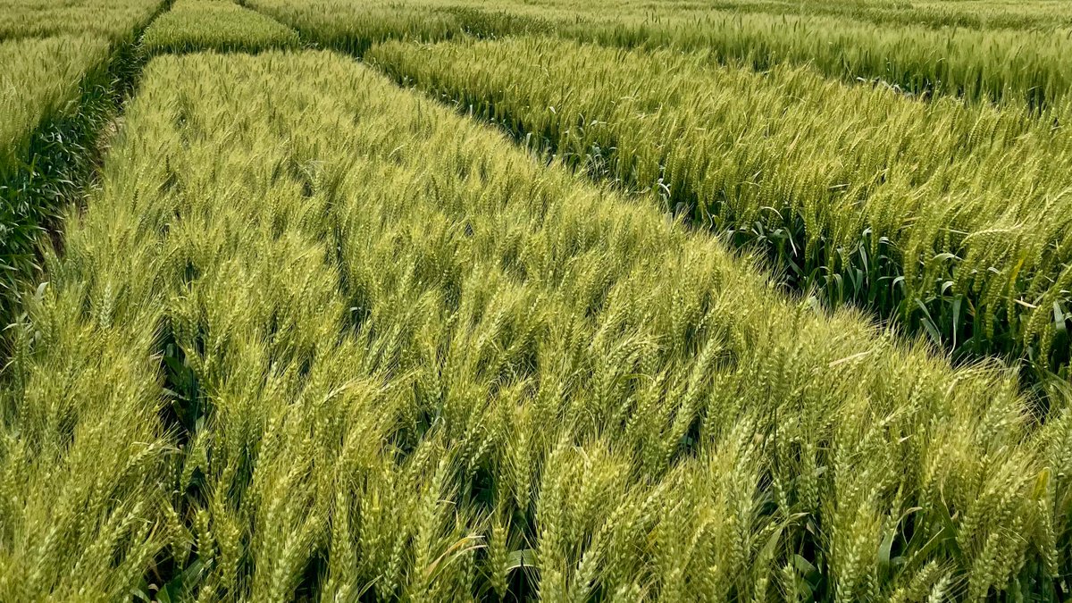 SouthernFS's tweet photo. 🌾 SFS VxM trials are delivering valuable disease & sowing insights for South West Vic growers.
From fungicide responses to time of sowing, this research is helping inform on‑farm decisions.
👉 Read more: https://t.co/RKRLRw03Pp
#VxM #SWVic #Wheat #Barley #Canola https://t.co/WEtfROYOhp
