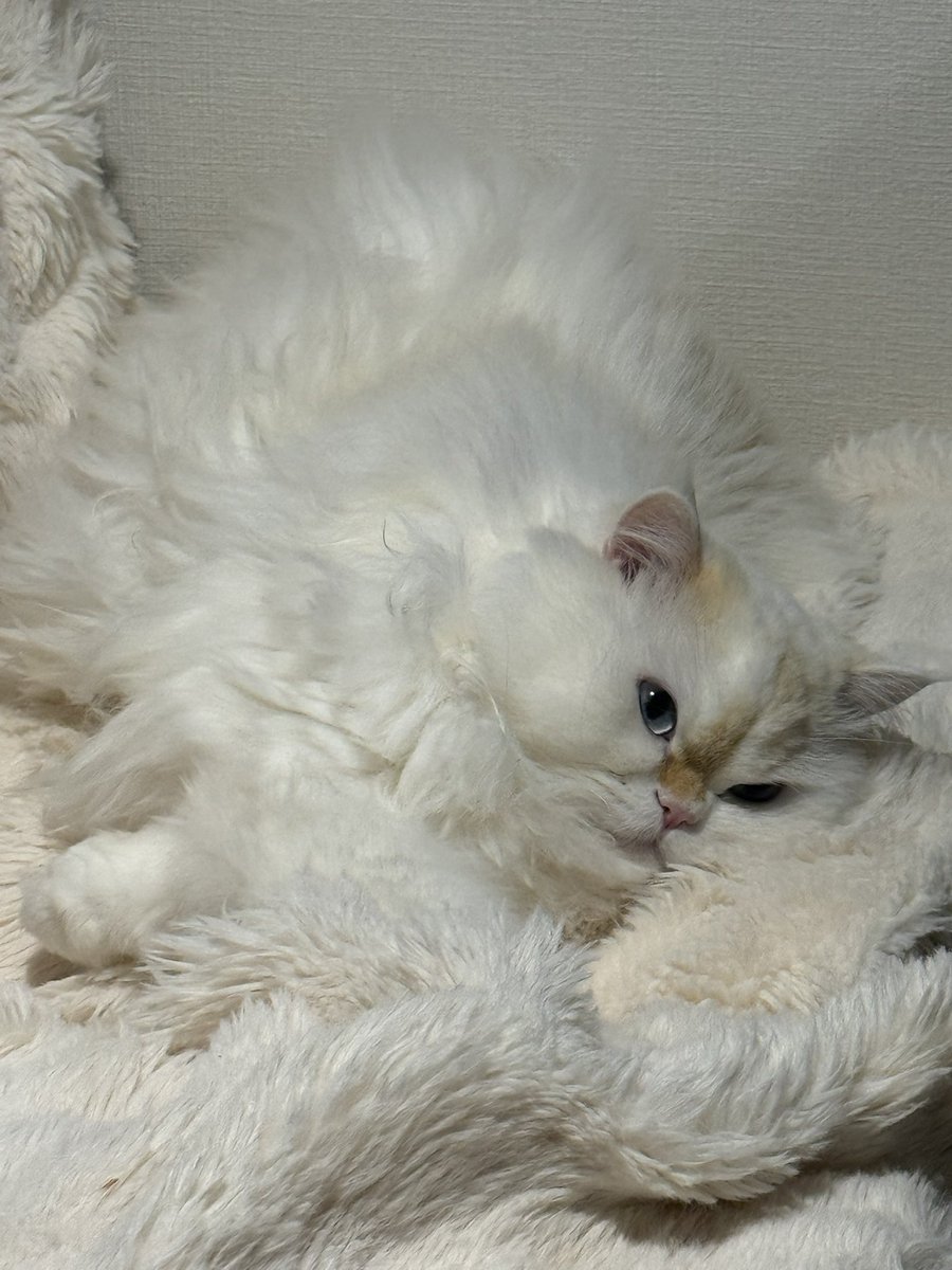 Macha_Zo tweet media