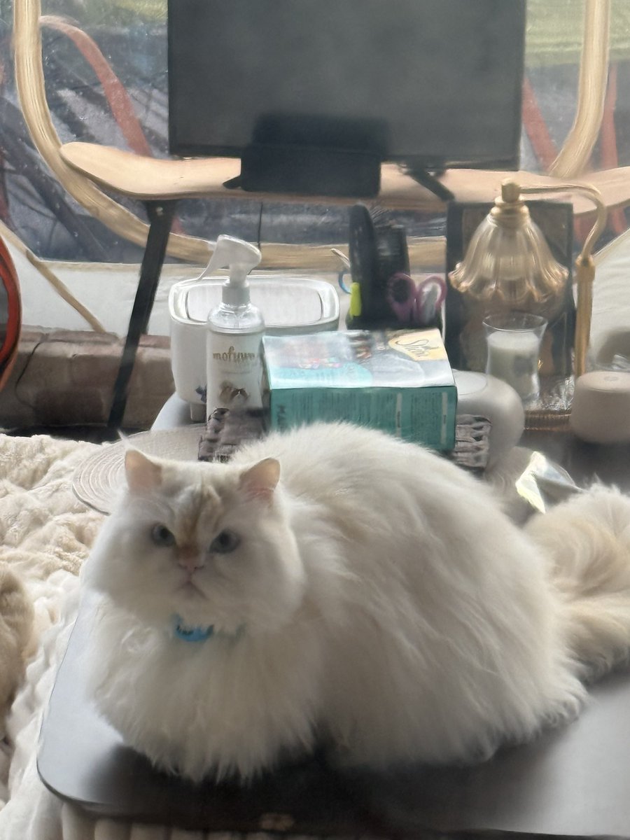 Macha_Zo tweet media