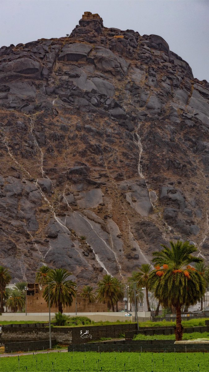 هامورة tweet media