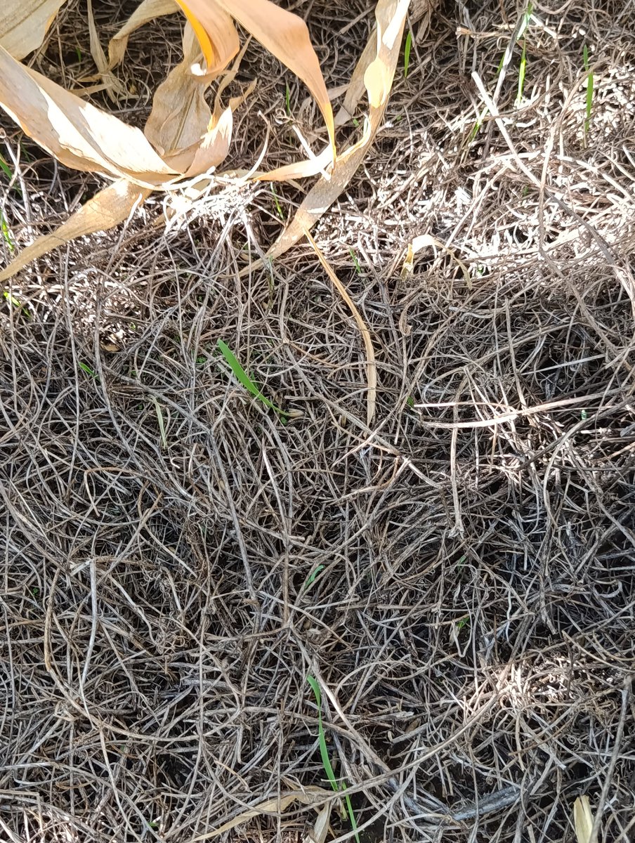 Tomás Oesterheld 🇦🇷 tweet media