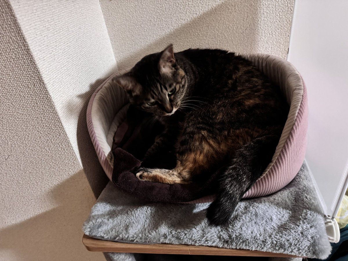 猫ちゃん tweet media