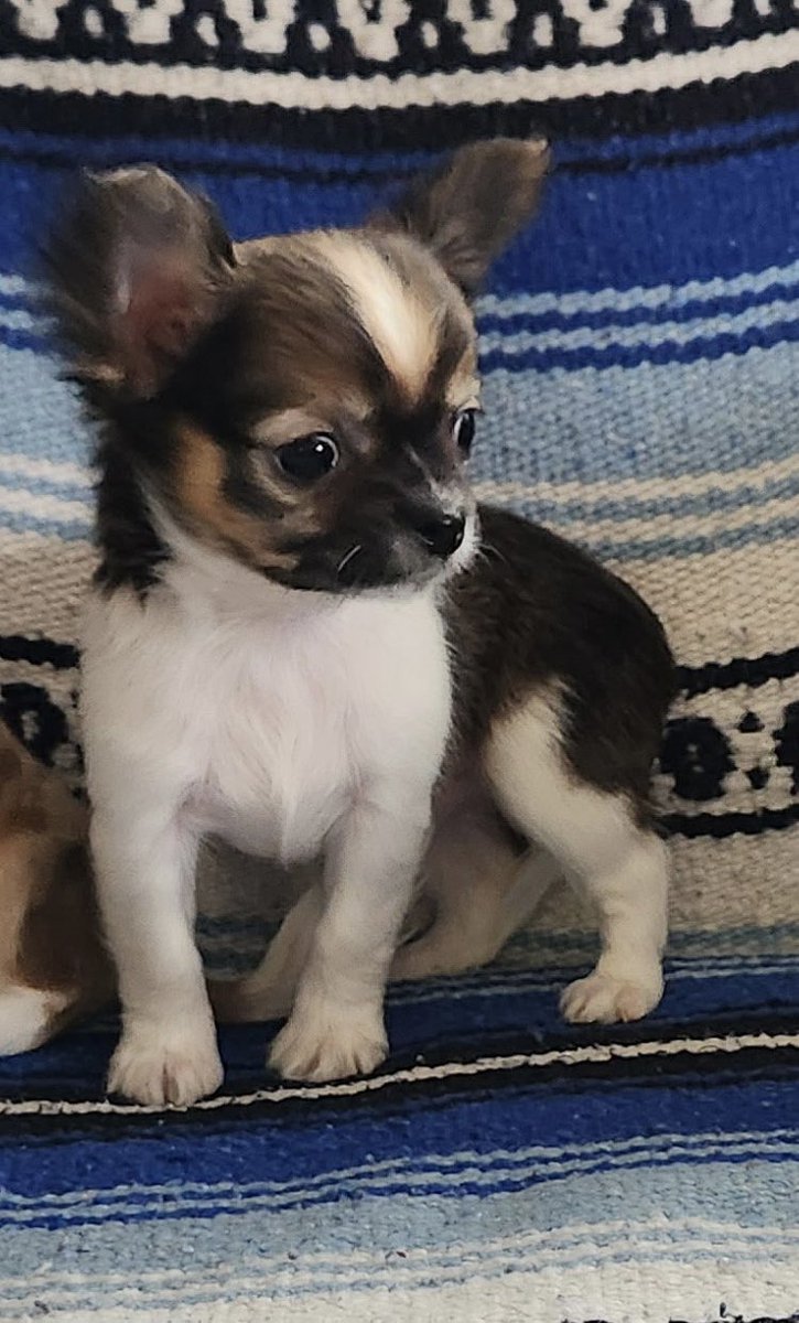 Justin Morissette 👊🏻 tweet media