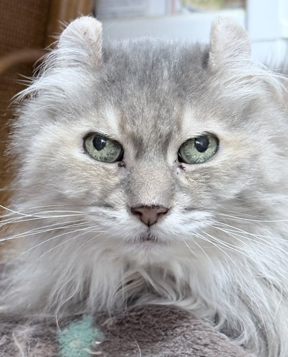 m͜a͉mo tweet media