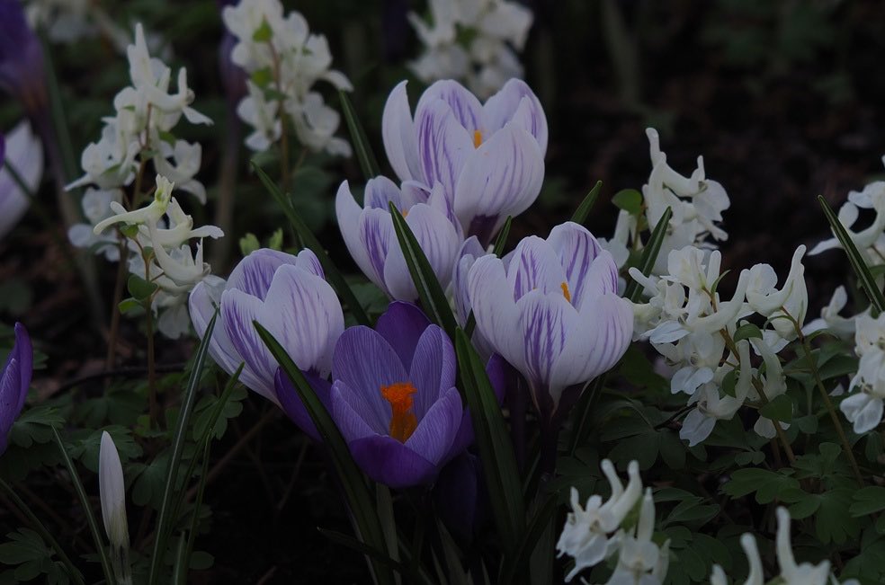 Peter James tweet media