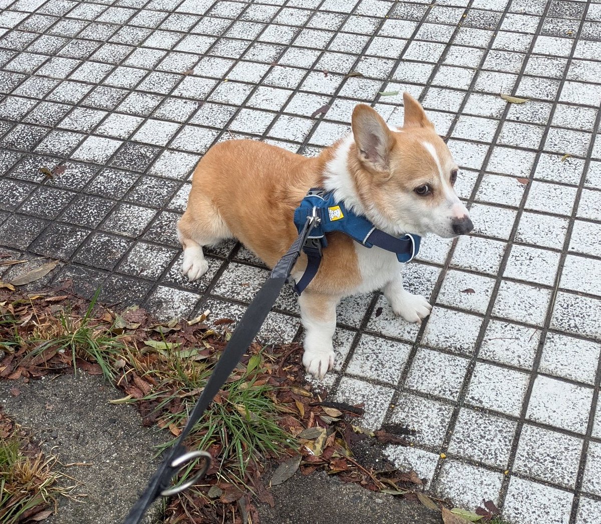 くぅこ@コーギーのいる暮らし tweet media