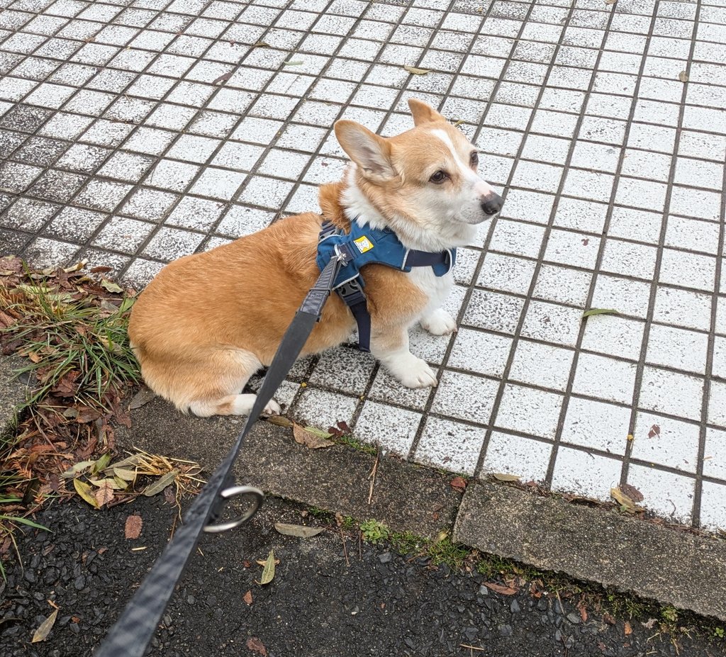 くぅこ@コーギーのいる暮らし tweet media