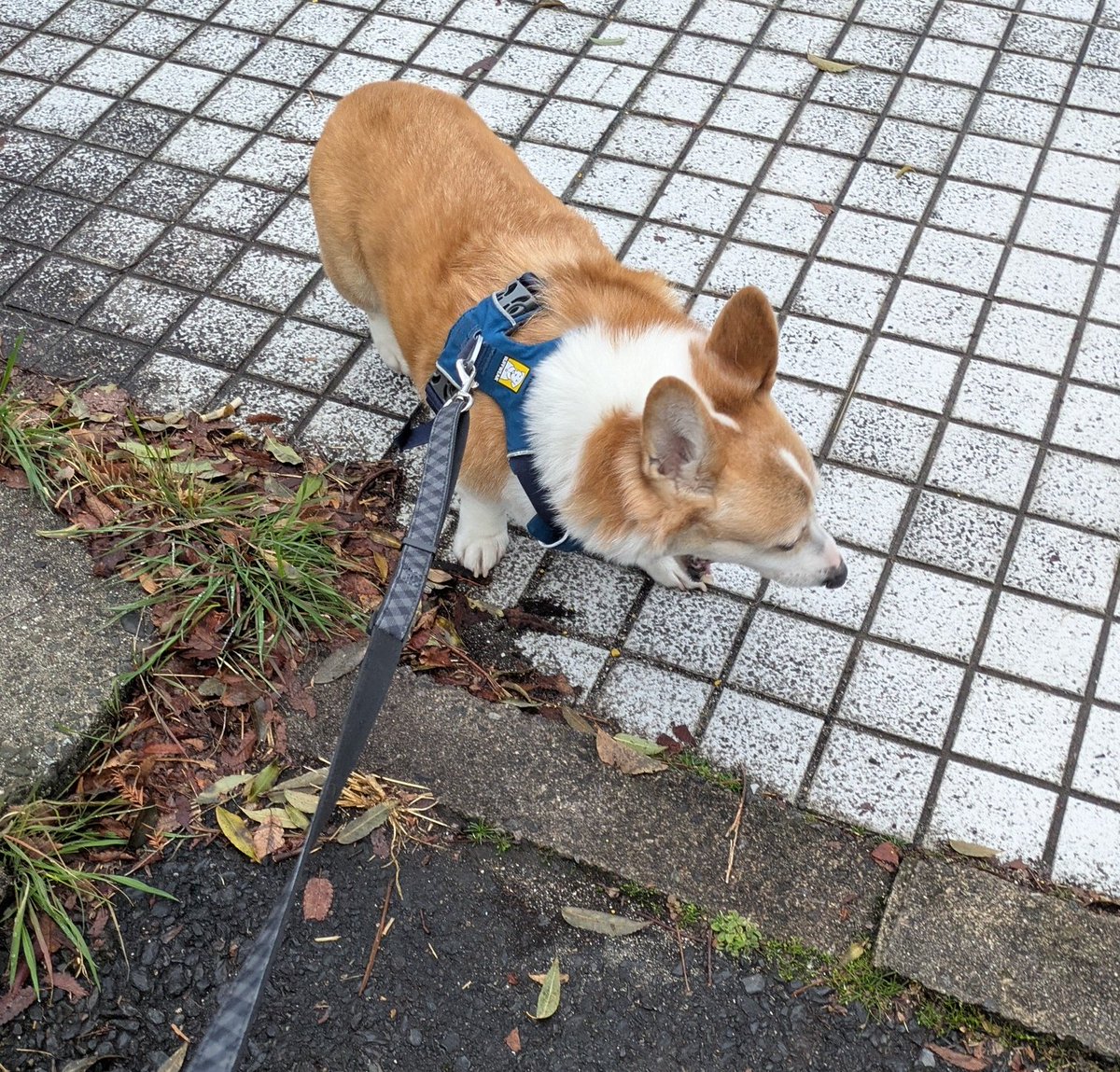 くぅこ@コーギーのいる暮らし tweet media