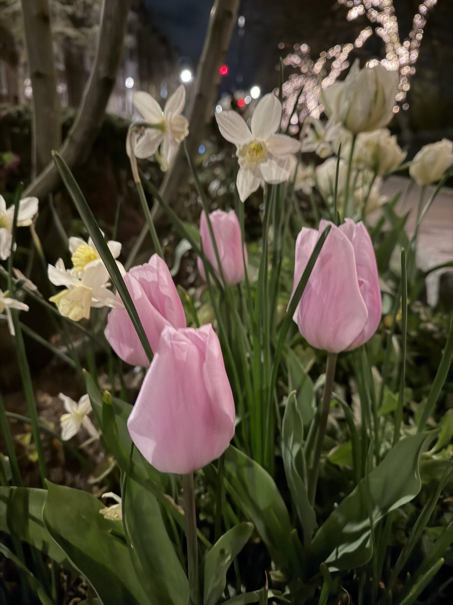 Maria Tucker Trefgarne tweet media