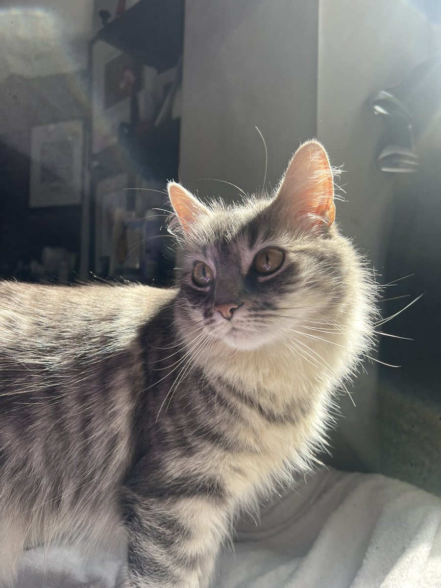 Victoria tweet media