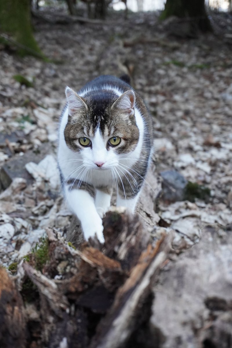 MAJC - Mini, Amelie, Jasper, and Cousteau🌈 tweet media