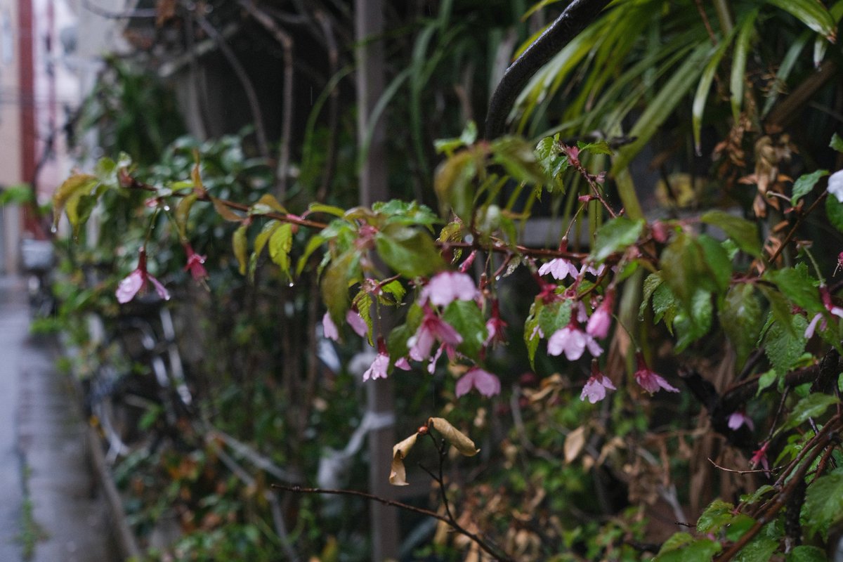 ボンジュール tweet media