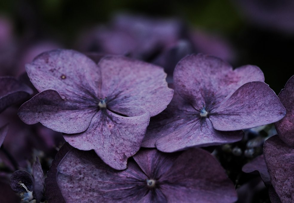 Peter James tweet media