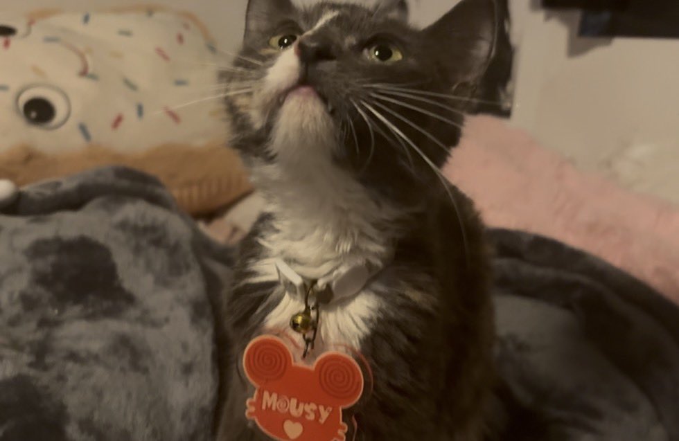 Mousy🐭 tweet media