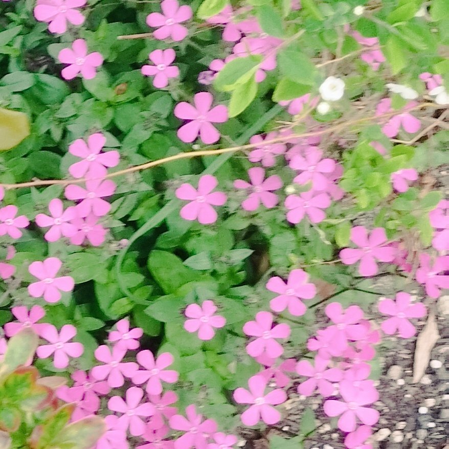 つえっP tweet media