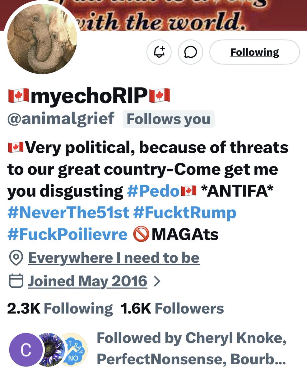 Turquoise Cat tweet media