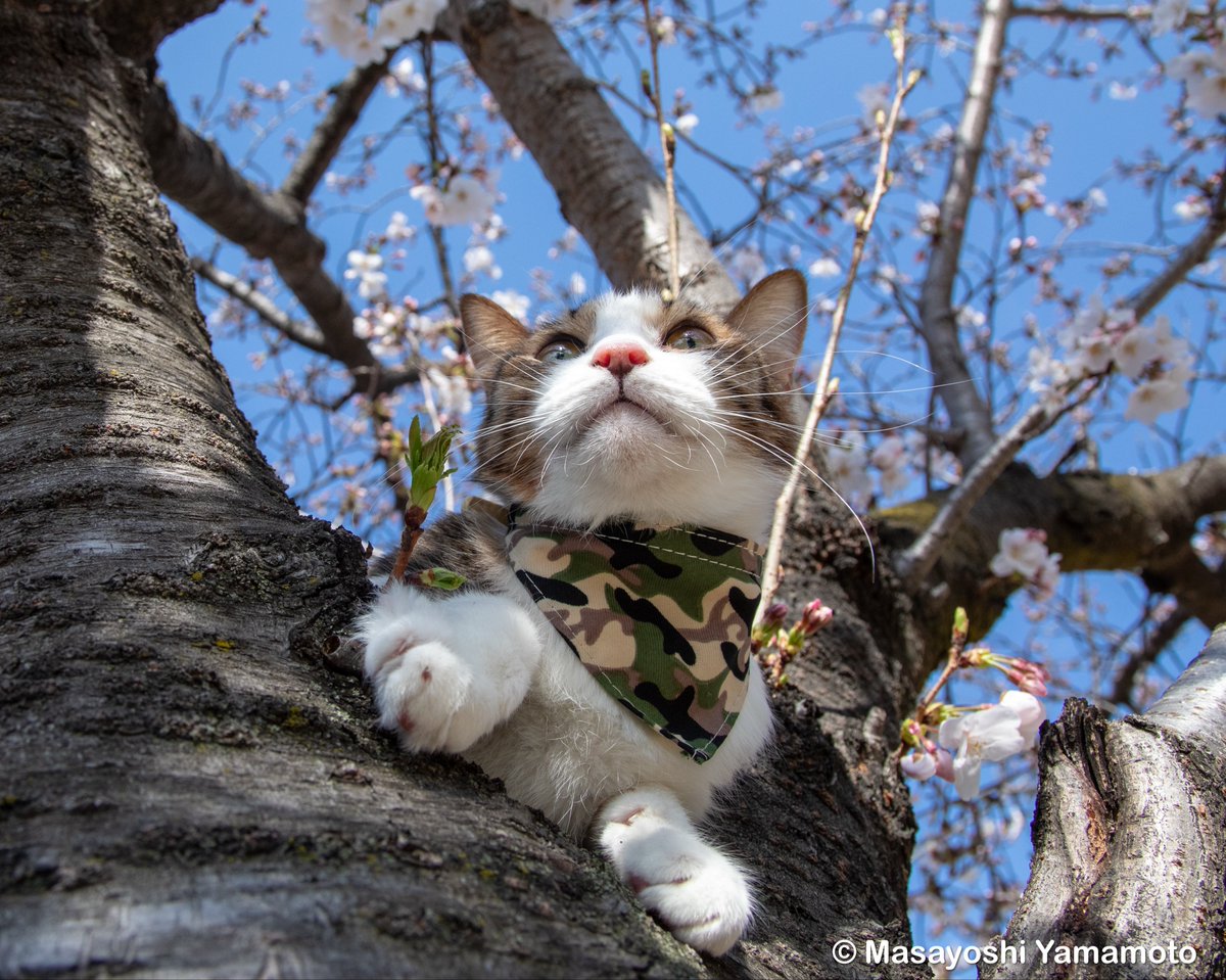 ︎山本 正義 (Masayoshi Yamamoto)立ち猫®︎ tweet media