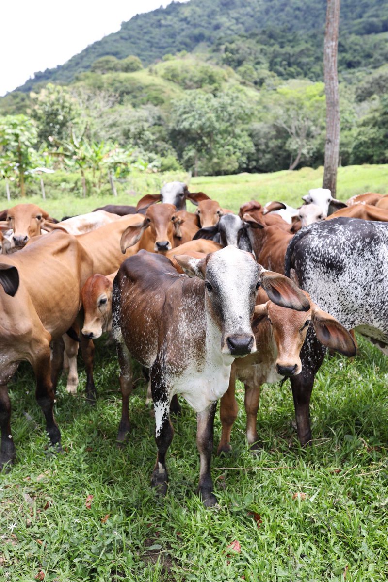 François Roudié tweet media