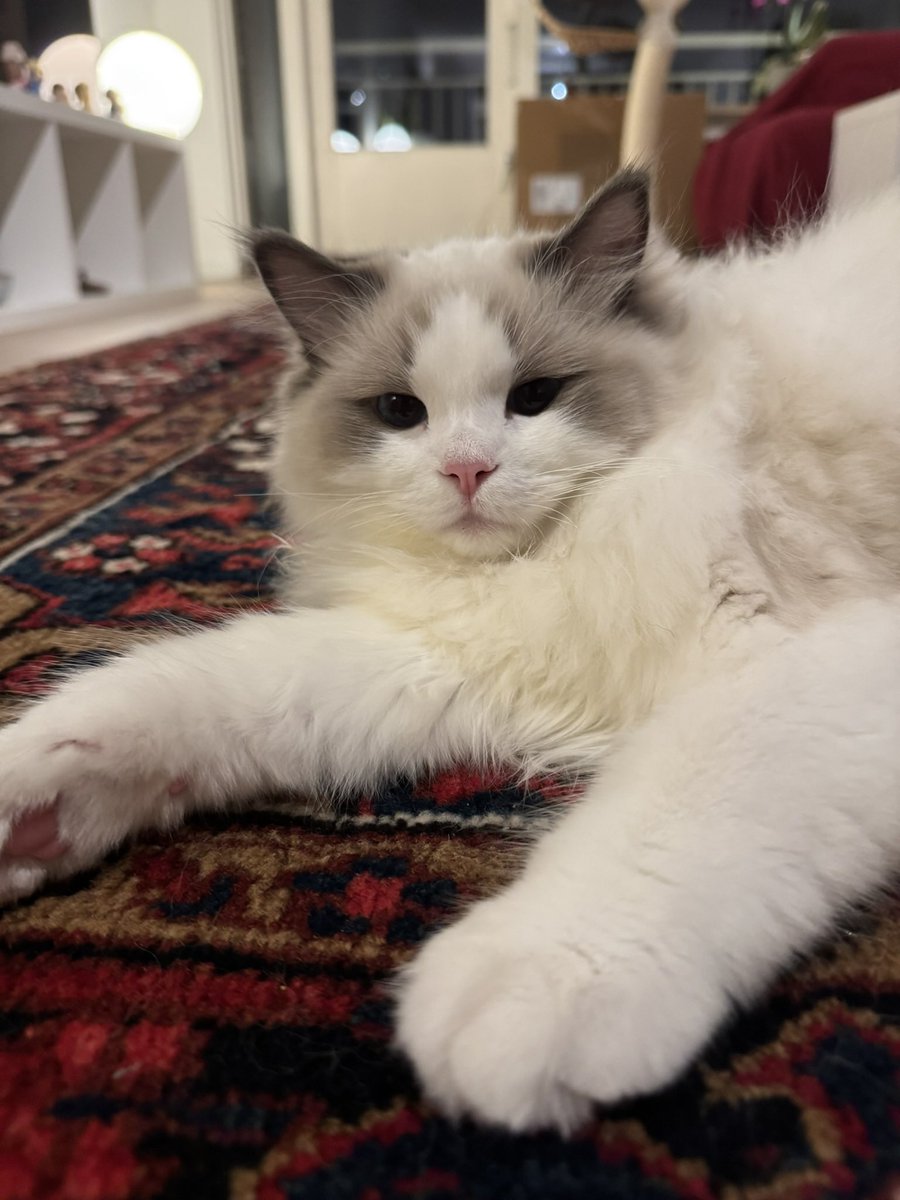 نارنگی tweet media