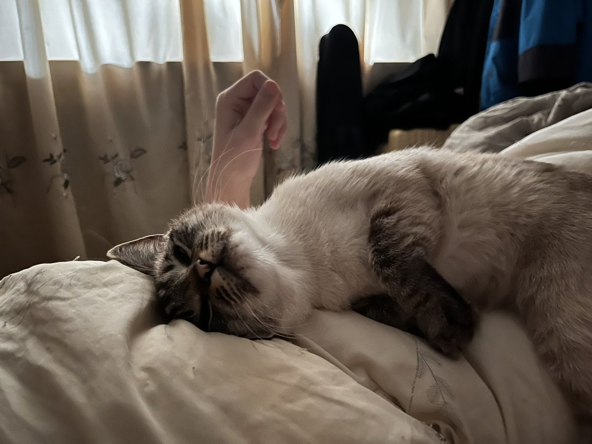 猫塔塔塔塔🍅 tweet media