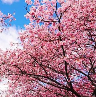 まあな隊長🌷【絶品東京グルメ警備】⛺ハーレー女子キャンプYouTube tweet media