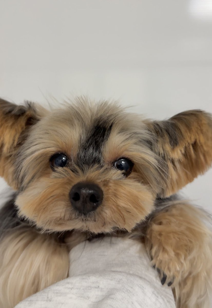 フクのキロク tweet media