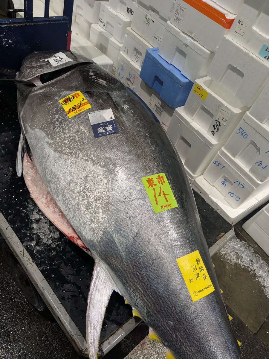 今日も豊洲市場で新鮮な魚を仕入れてます！！！ 買ってないけど… 180