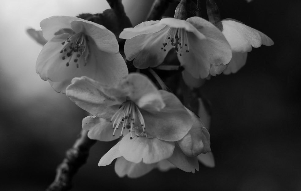 Peter James tweet media