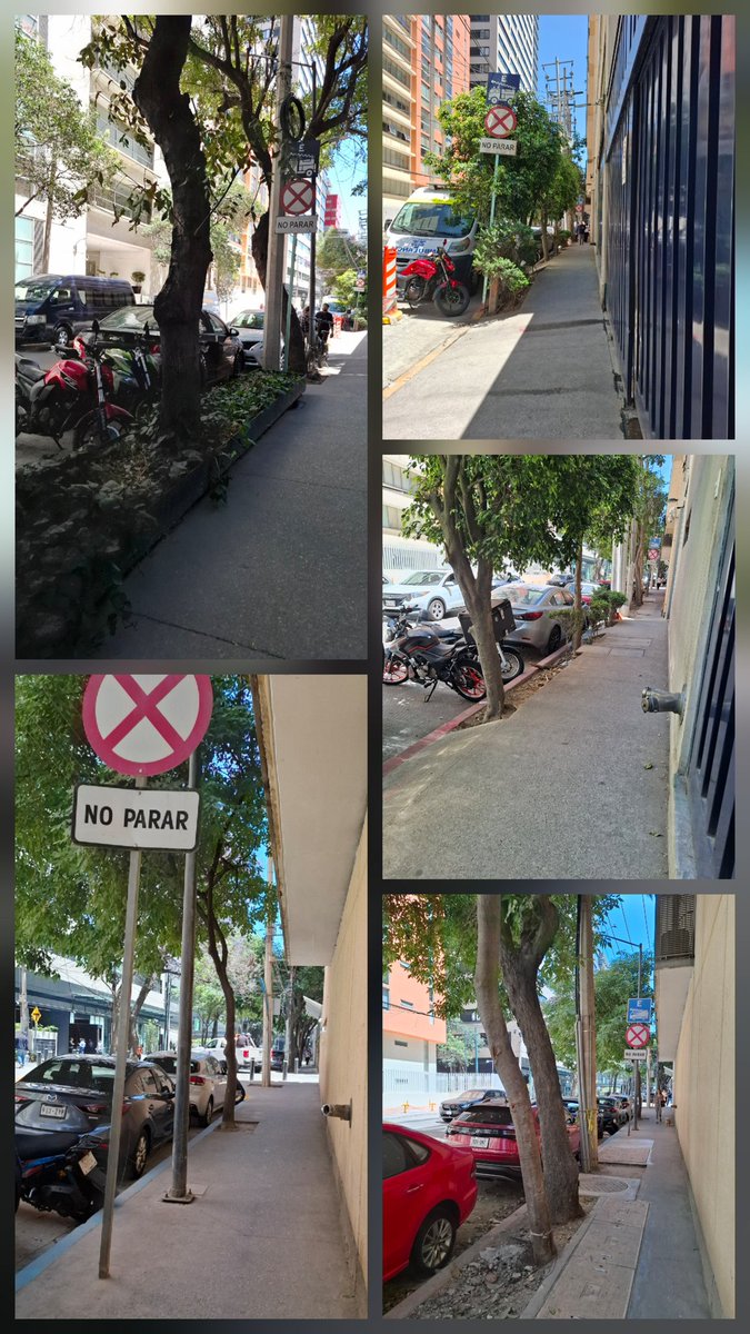 Umbral Polanco 🌳 tweet media