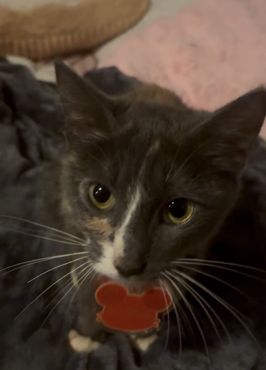 Mousy🐭 tweet media