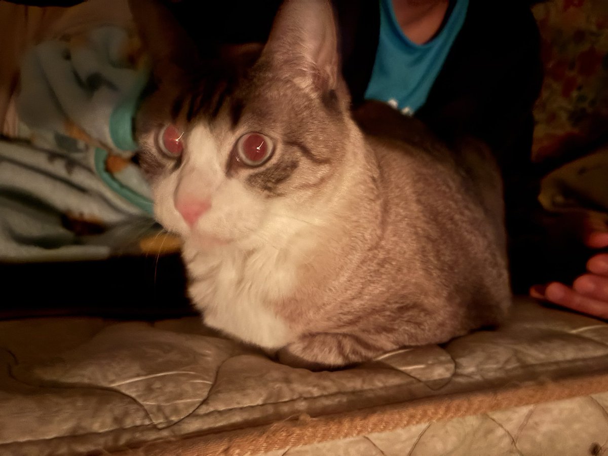 ずんた★もっち tweet media