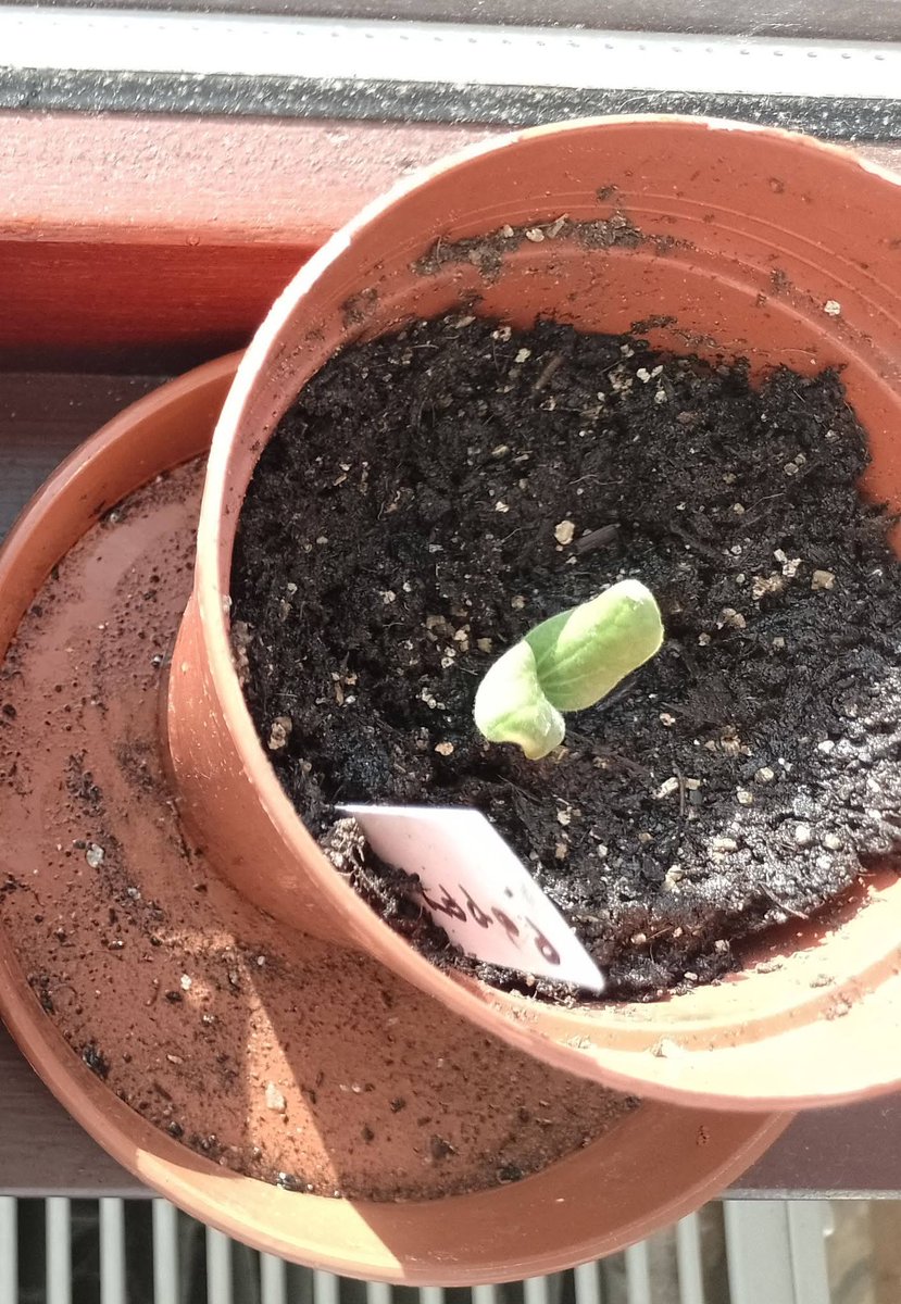 Metzfits84's tweet photo. @BenVanheems @GrowVeg I try to grow something new every year, so this year I'm growing two squashes, Pattypan &amp; Warty Goblin pumpkins. I'm recording the growth stages for my daughter's school. I just hope it remains as healthy as it looks now. I've never grown any type of squash! https://t.co/KXq916Ns6m