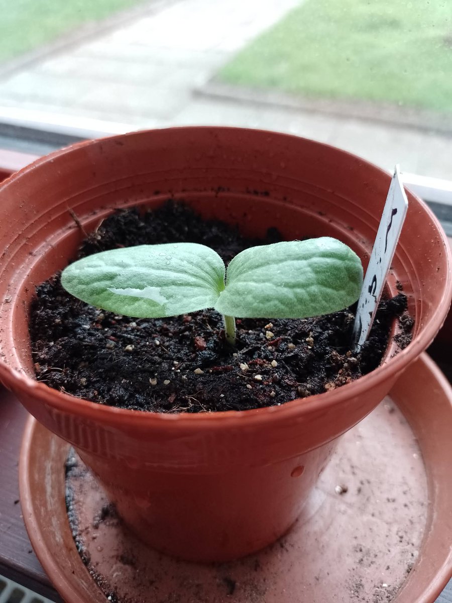 Metzfits84's tweet photo. @BenVanheems @GrowVeg I try to grow something new every year, so this year I'm growing two squashes, Pattypan &amp; Warty Goblin pumpkins. I'm recording the growth stages for my daughter's school. I just hope it remains as healthy as it looks now. I've never grown any type of squash! https://t.co/KXq916Ns6m