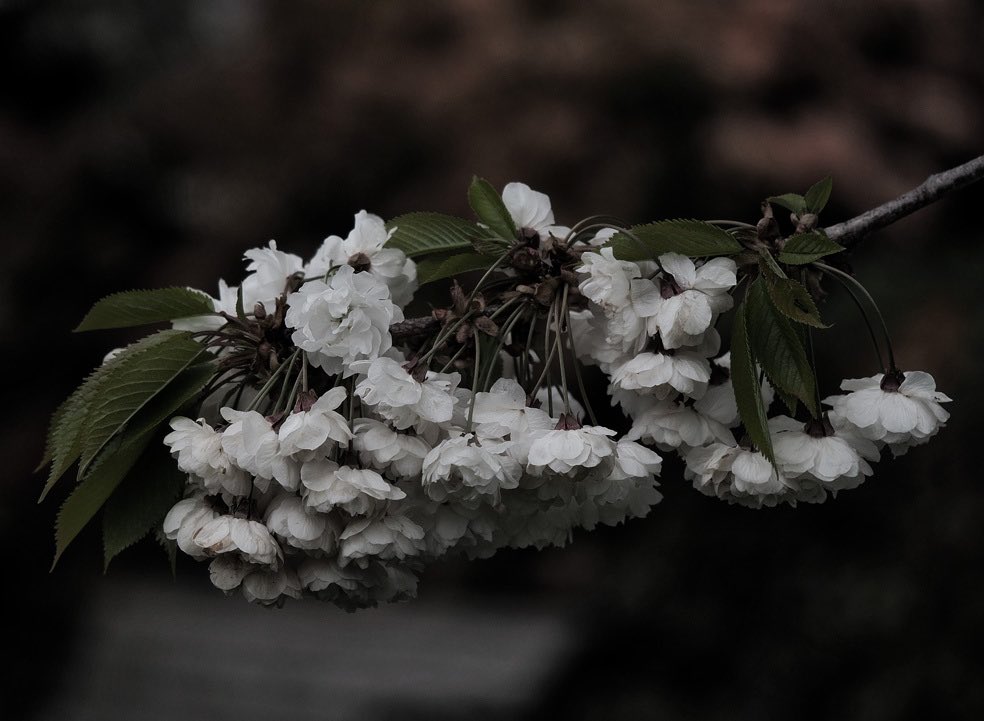 Peter James tweet media