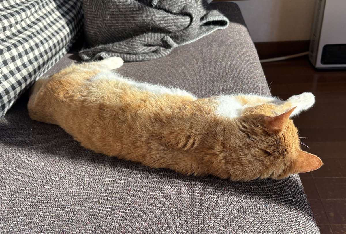 maru_mero's tweet photo. 猫
真夜中何回も飼い主を起こすくせに
自分は飼い主が呼んでも
ガン無視
ずるい！ https://t.co/wkwFmSVOdL