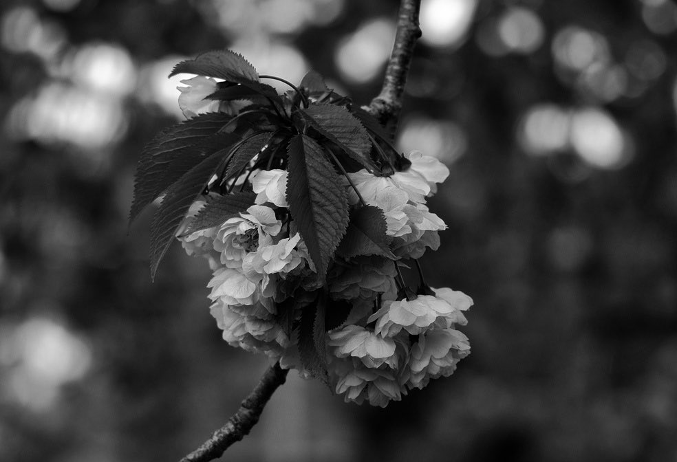 Peter James tweet media