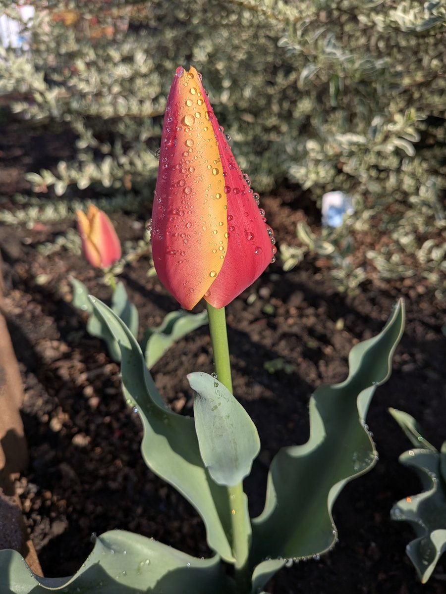 むぎちゃCo tweet media