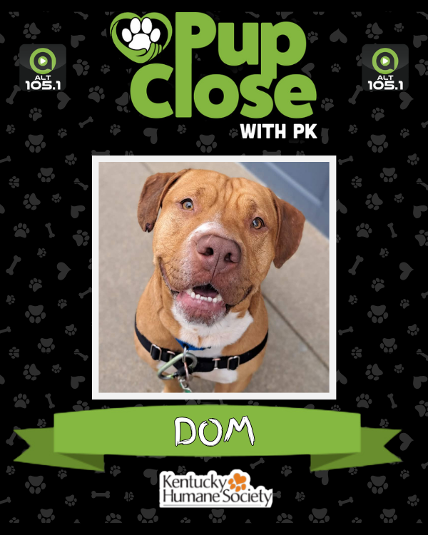 alt1051's tweet photo. Say hello to Dom! He's our #PupCloseWithPK adoptable dog of the week at @kyhumane looking for his new home! Hit the link below and find out how to add him to your family today!

https://t.co/fpoAPscHqY https://t.co/4Oin5MrknG