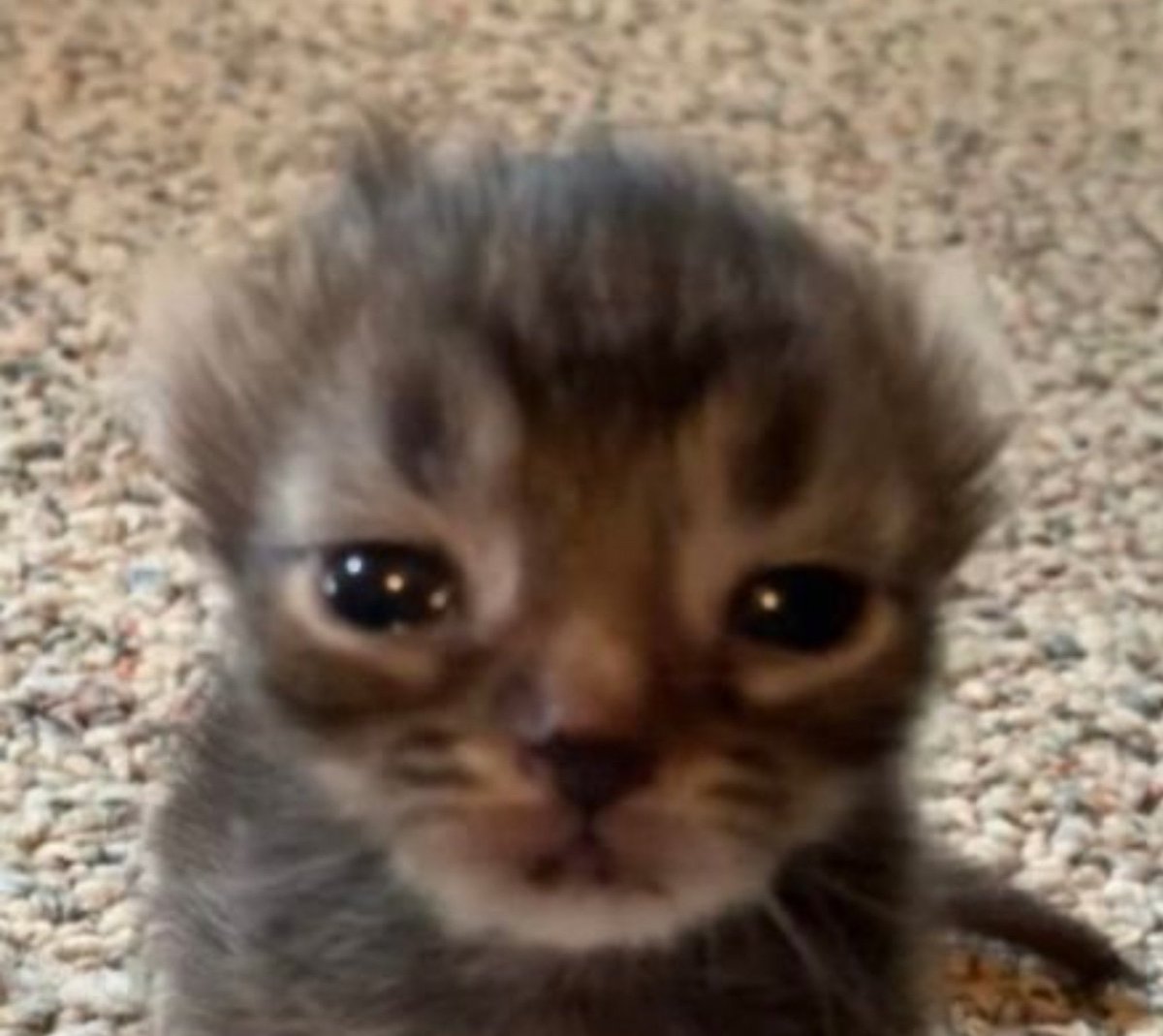 Gene CW: CR: tweet media