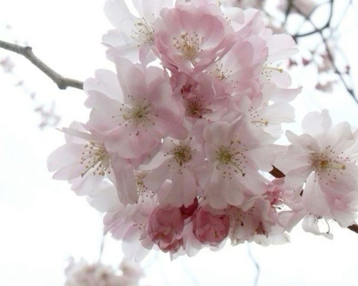 ₊˚⊹♡mimi₊˚⊹♡ tweet media