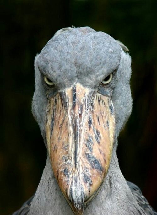 BehavingPenguin tweet media