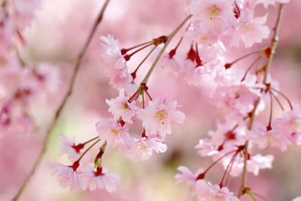 PYC JAPAN FAN TEAM tweet media